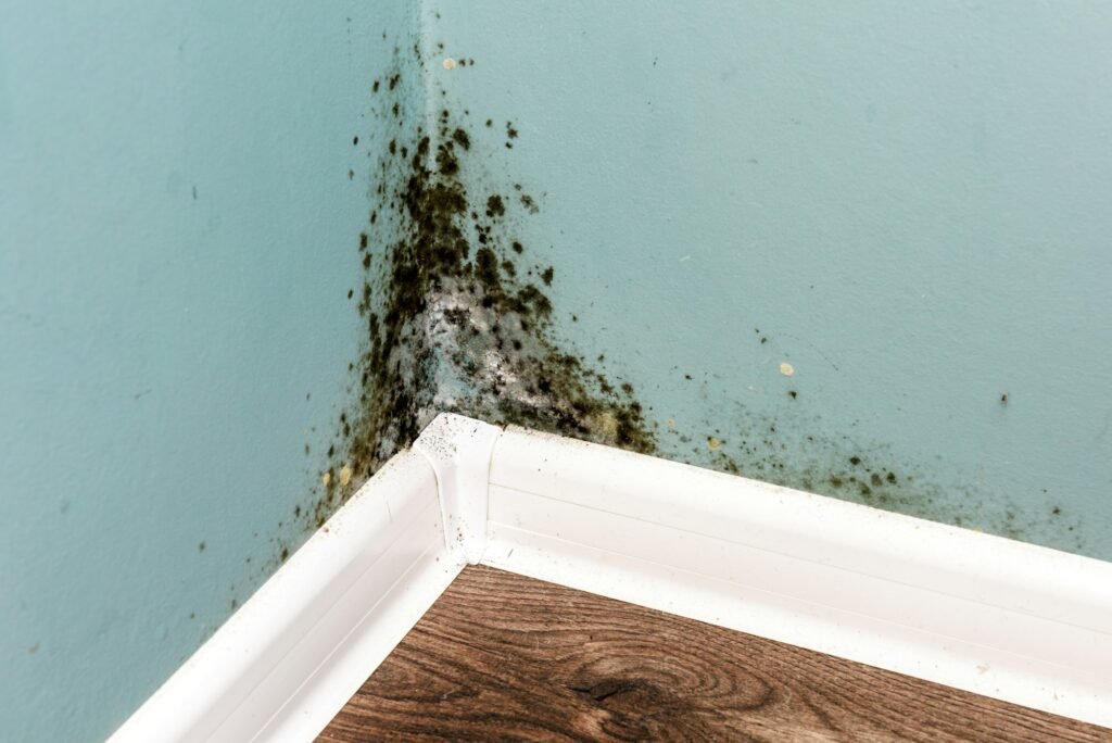 Black mould on wall closeup